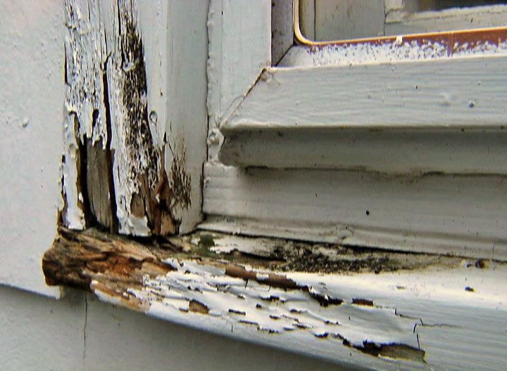 Rotten Wood